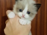 Cuccioli di Scarlett e Walnetto nati il 16 ottobre 2016
