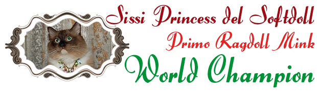 Sissi Primo Ragdoll Mink World Champion