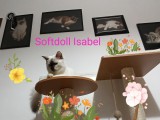 Softdoll Isabel