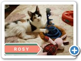 Rosy