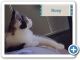 Rosy