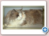 Adorableragdoll Euristica of Softdoll
